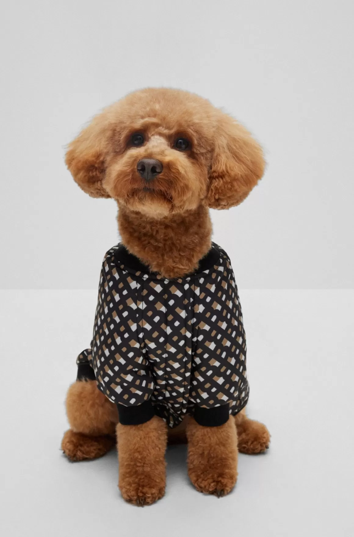 HUGO BOSS Bomberjakke Til Hunde