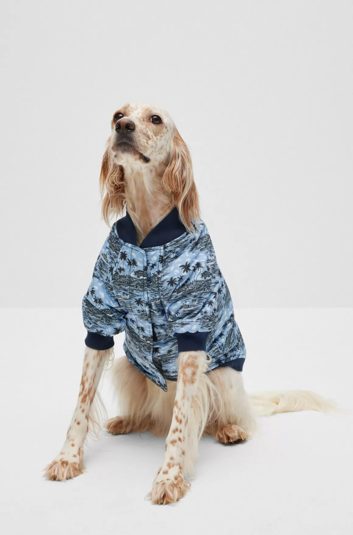 HUGO BOSS Bomberjakke Til Hunde