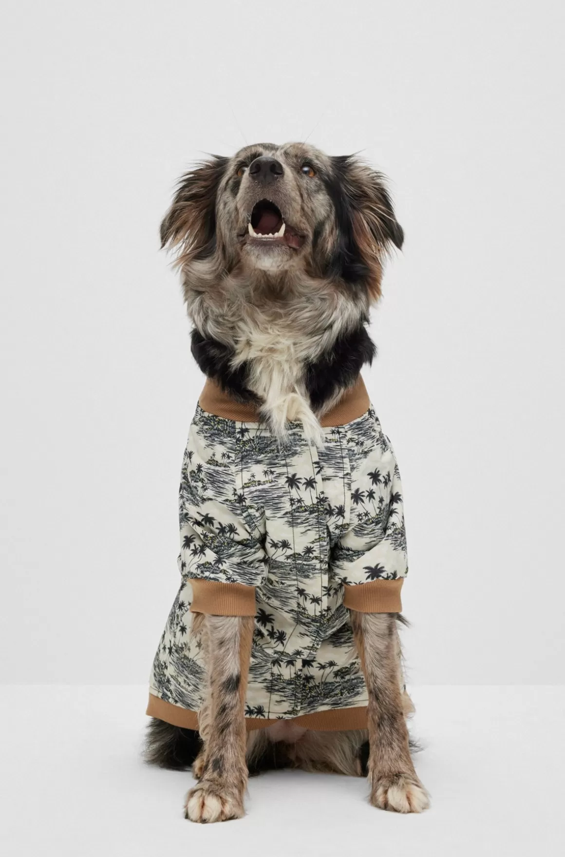HUGO BOSS Bomberjakke Til Hunde