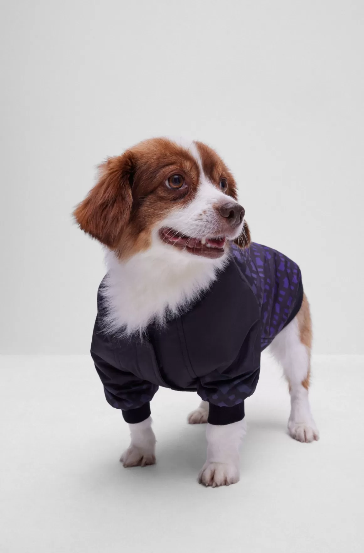 HUGO BOSS Bomberjakke Til Hunde Med Monogrammer I Aftagende Farve