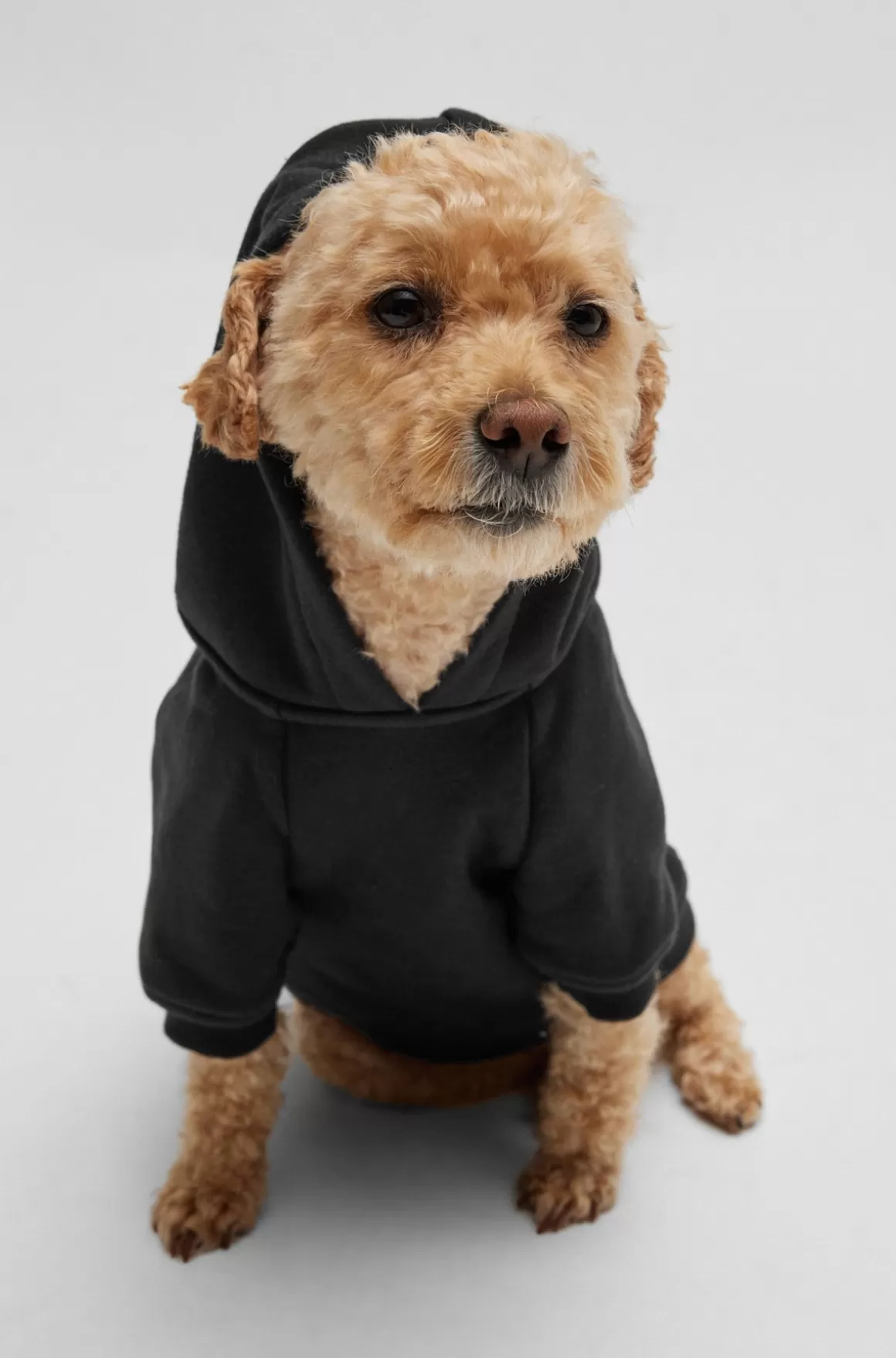 HUGO BOSS Hættetrøje Til Hund Med Ikonisk Stribelogo