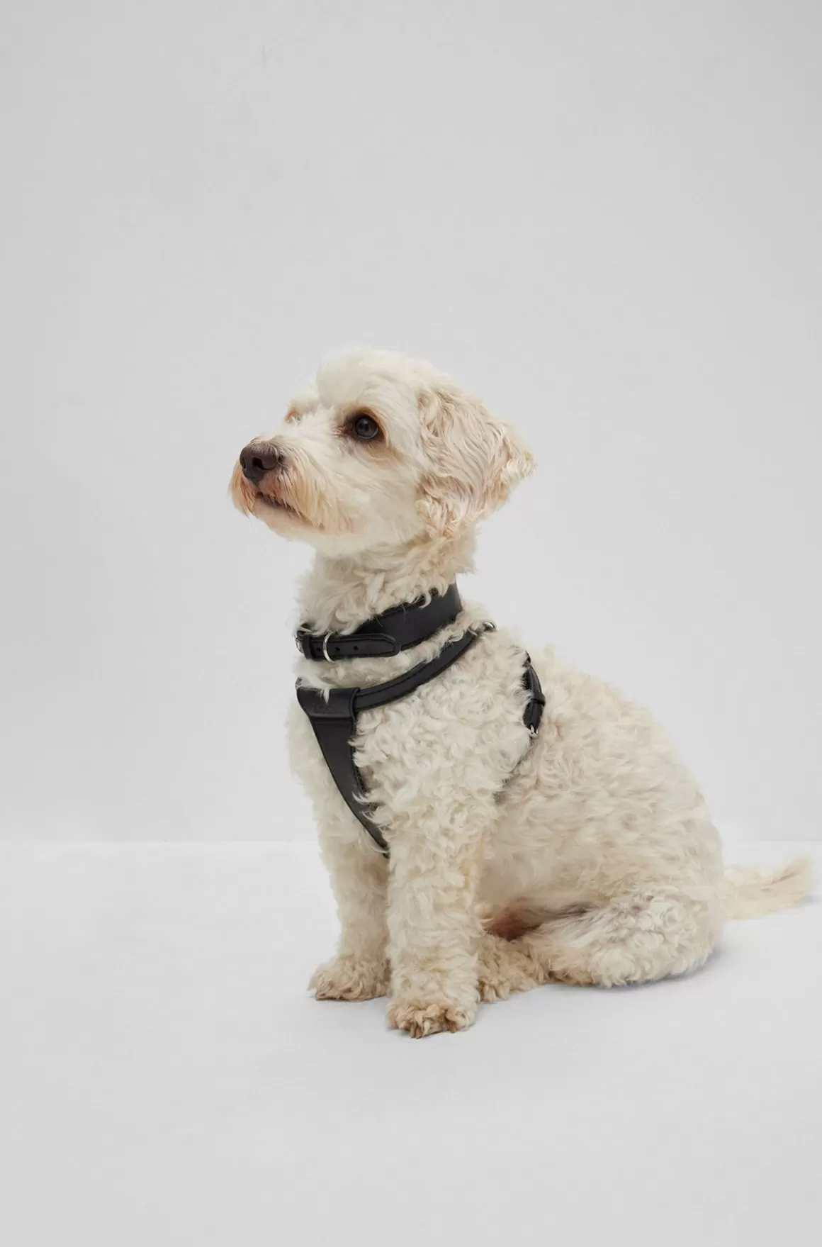 HUGO BOSS Hundehalsbånd I Genbrugt Læder