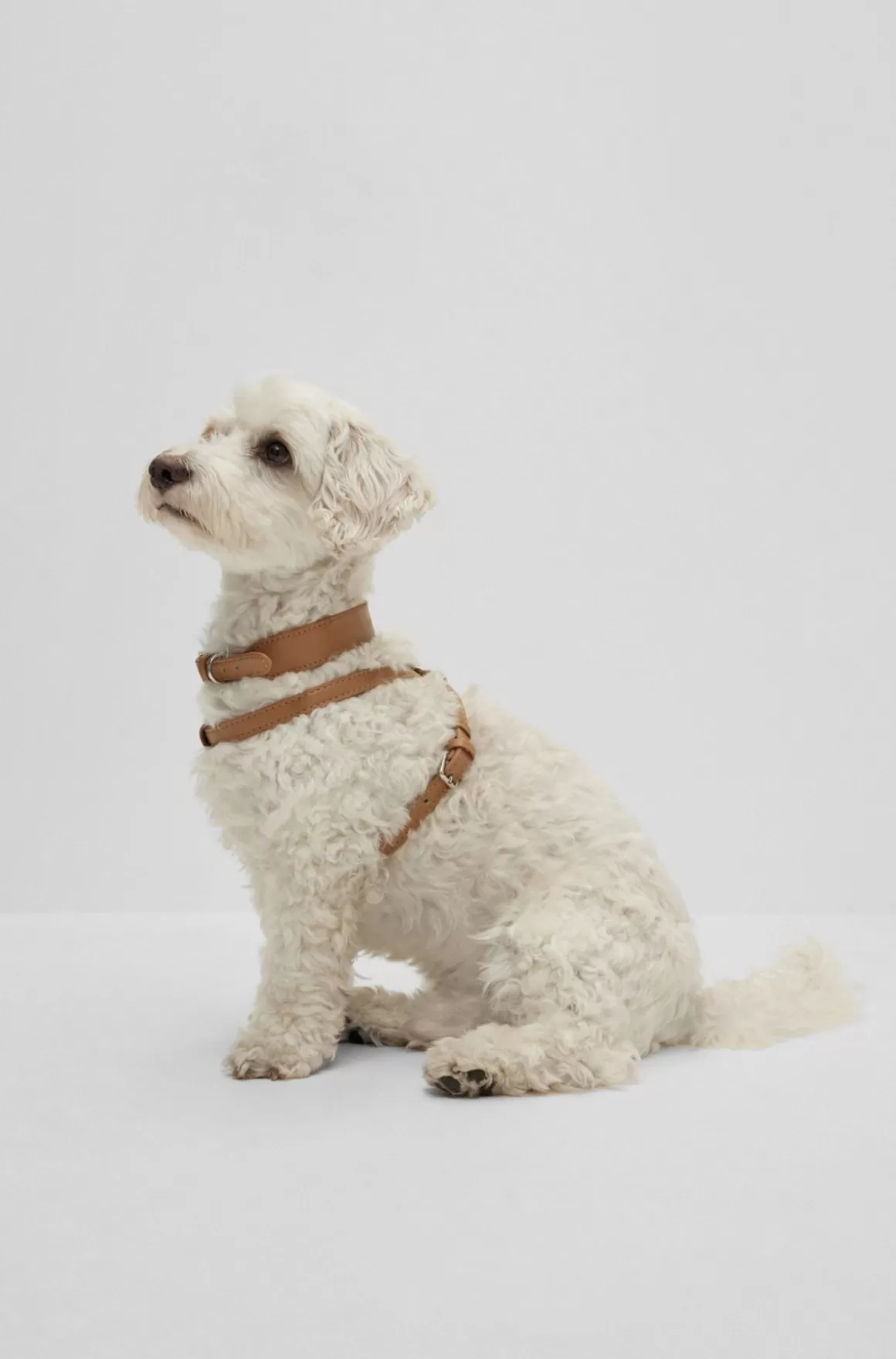 HUGO BOSS Hundehalsbånd I Genbrugt Læder