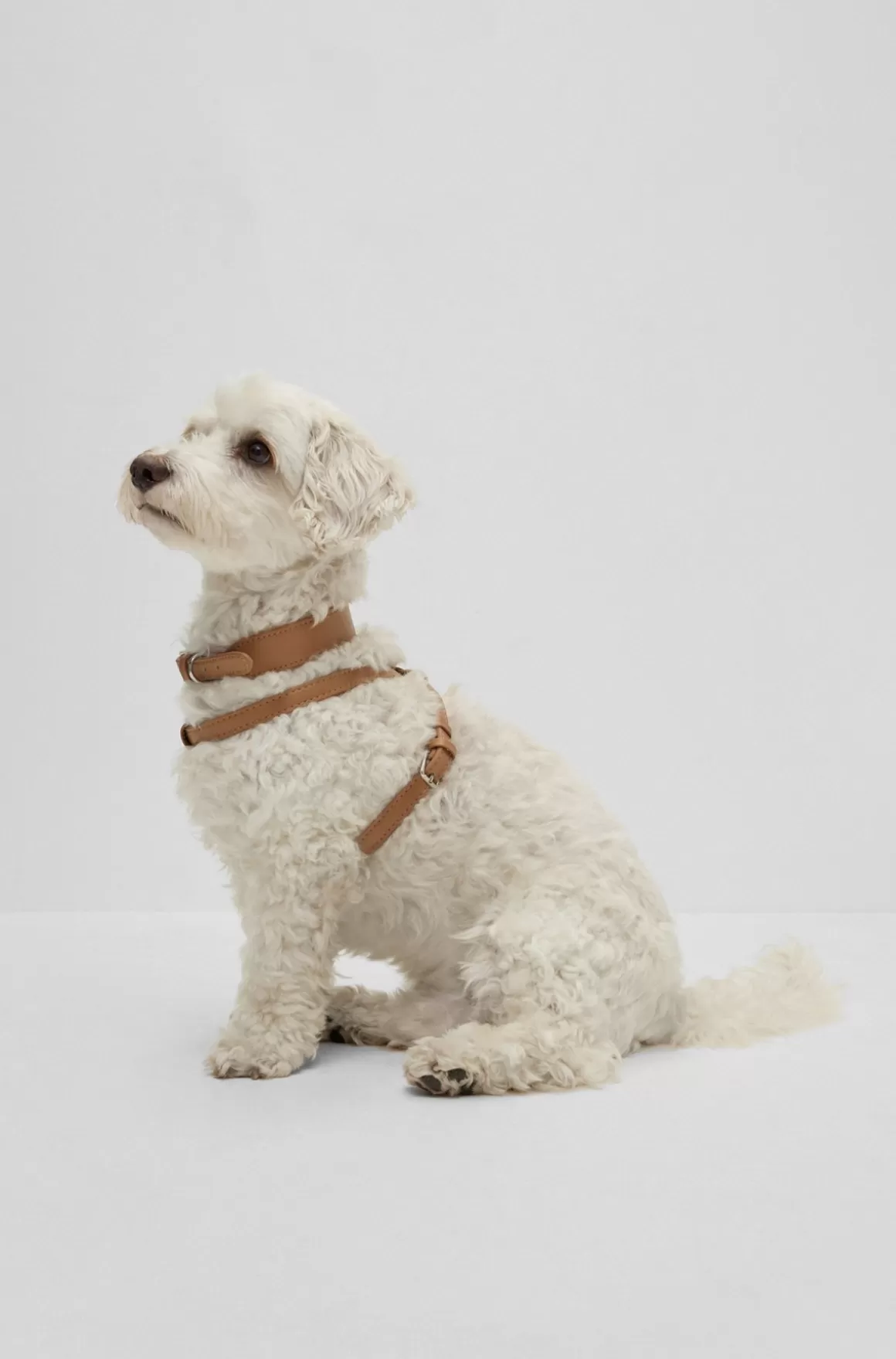 HUGO BOSS Hundesele I Genbrugt Læder