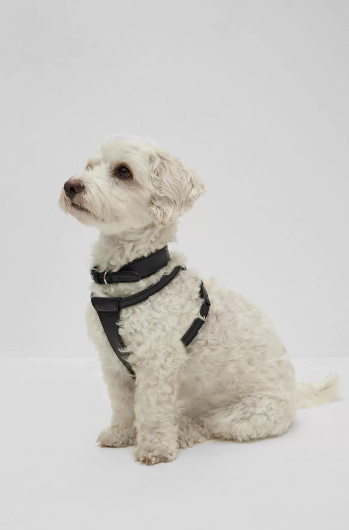 HUGO BOSS Hundesele I Genbrugt Læder