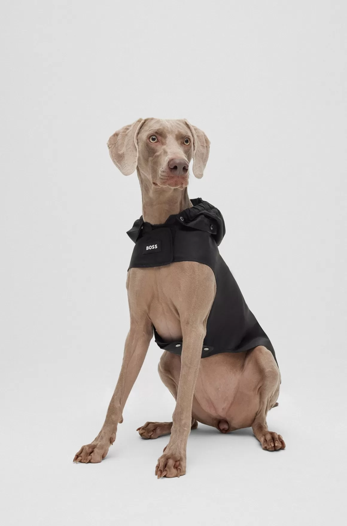 HUGO BOSS Regnfrakke Til Hunde I Vandtæt Materiale Med Logo I Kontrastfarve