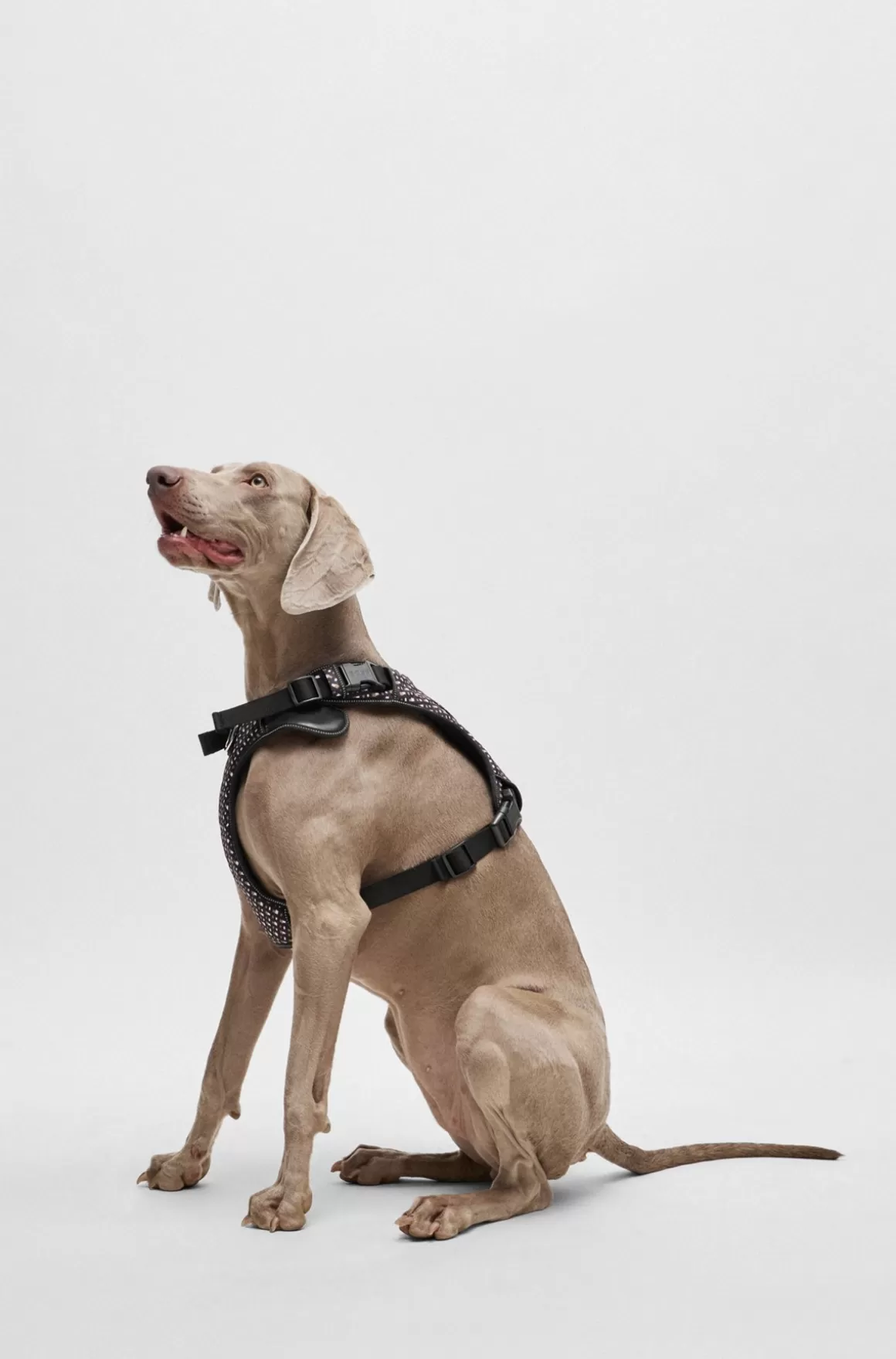 HUGO BOSS Sele Til Hund Med Monogrammønster Og Meshfor