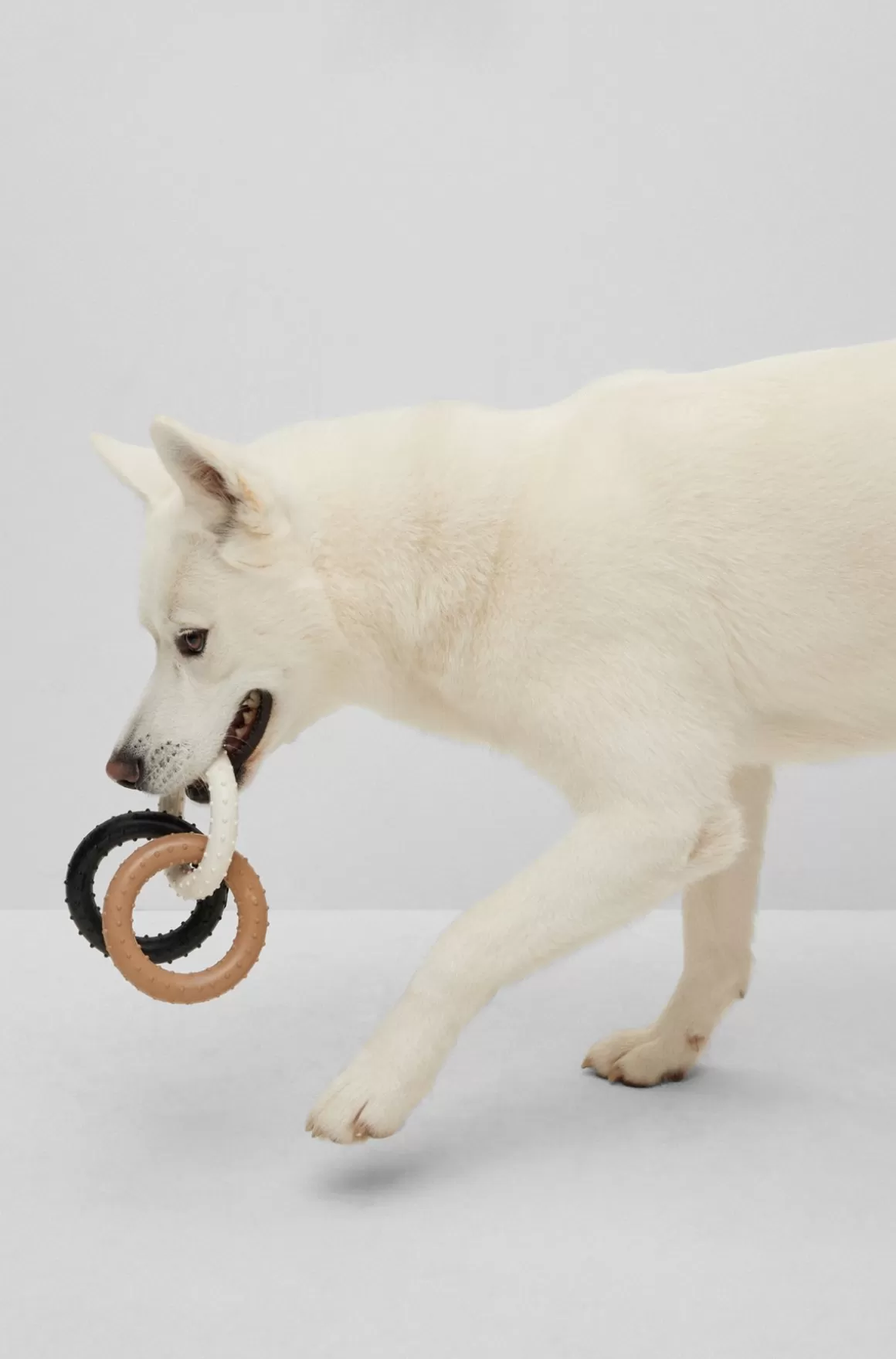 HUGO BOSS Trækkelegetøj Til Hunde I Signaturfarver